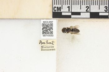 Media type: image;   Entomology 773532 Aspect: Labels